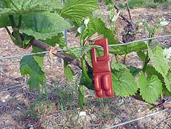 Confusion sexuelle contre les chenilles tordeuse de grappe de raisin.