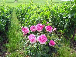 Roses plantées au bout de nos vignes