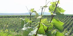 Vigne enherbée